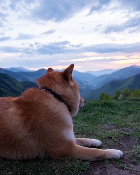 A dog watching sunset in the mountains