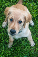 Golden Retriever Puppy Looking Up