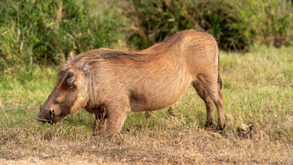 Warthog looking for roots, Addo Elephant National Park, South Africa