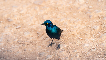 Shiny Blue Starling looking for insects on the gravel road, Addo Elephant National Park, South Africa