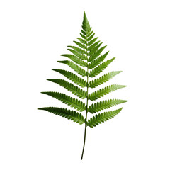 High quality photo of a transparent background isolated green fern leaf