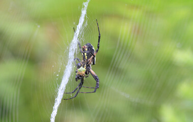 Black and Yellow Garden Spider in web with dew