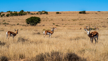 Naklejka na ściany i meble Springboks grazing in the meadow, Mountain Zebra National Park, South Africa