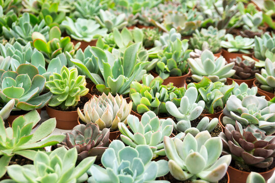 Various succulent plants
