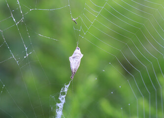 black and yellow garden spider web with food package with dew