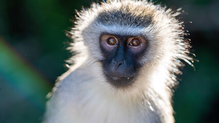 Vervet Monkey, Addo Elephant National Park, South Africa	
