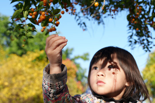Child picking fruit of plant