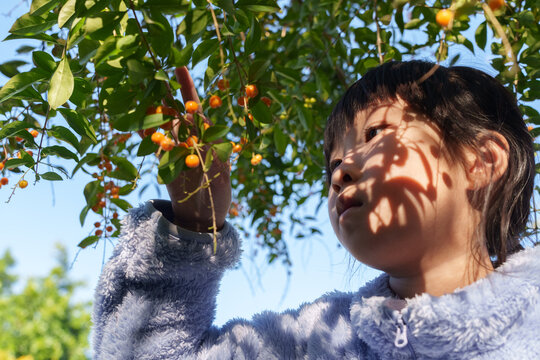 Child picking fruit of plant