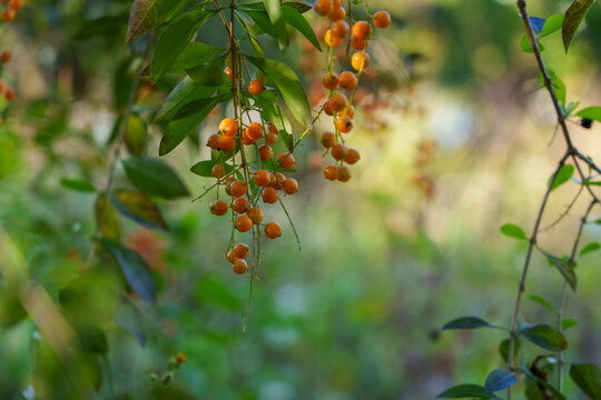 fruit of Duranta erecta plant