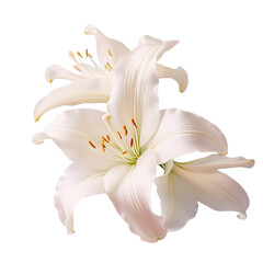 White amaryllis in bloom - obrazy, fototapety, plakaty