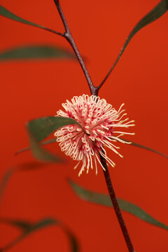 Australian native blooms 