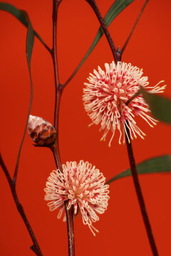 Australian native blooms 