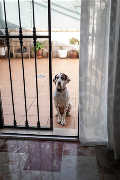 dog sitting outside in the yard of a house