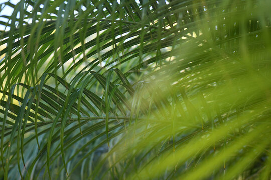 Delicate Palm Fronds In Dappled Light