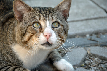 Closeup portrait of a beautiful striped cat with striking green eyes looking up. Head view 