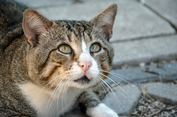 Closeup portrait of a beautiful striped cat with striking green eyes looking up. Head view 