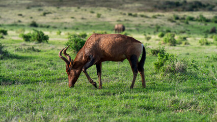 Red hartebeest grazing in the meadow, Addo Elephant National Park, South Africa