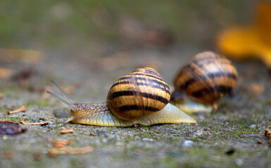 Two snails crawls on a gray stone, close-up.