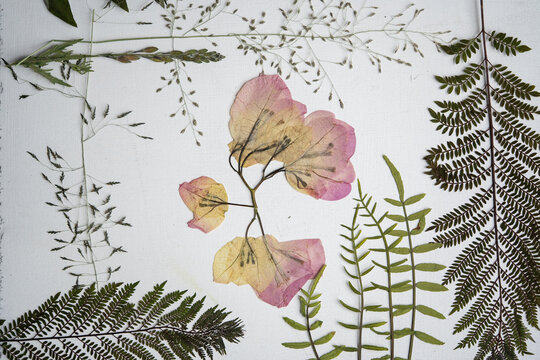 bugambilia flor prensada con otras plantas silvestres y fondo blanco