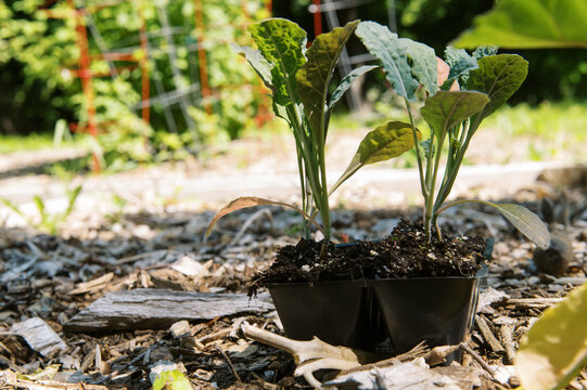 Woman working in her backyard vegetable garden