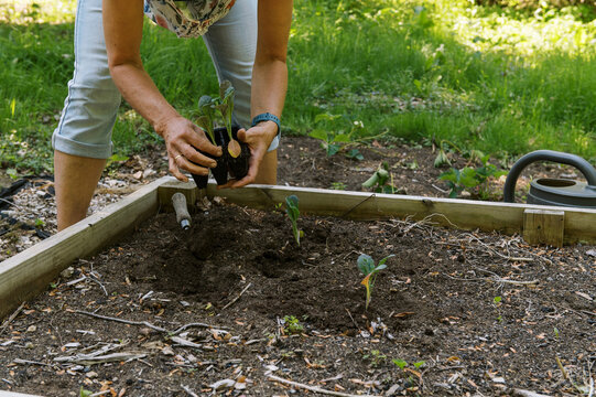 Woman working in her backyard vegetable garden