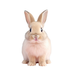 Adorable rabbit isolated on transparent background