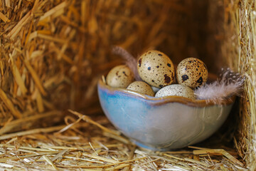  speckled eggs.Quail eggs with feathers in clay cups set in the straw. Animal protein.Useful...