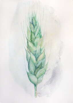 Watercolor spike - botany illustration 
