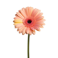 Stunning gerbera daisy on transparent background