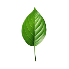 Isolated green leaf on transparent background