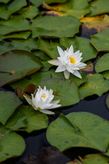 White water lily flower and leaves.