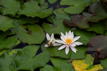 White water lily flower and leaves.