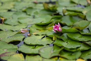 Pink water lily flower and leaves.