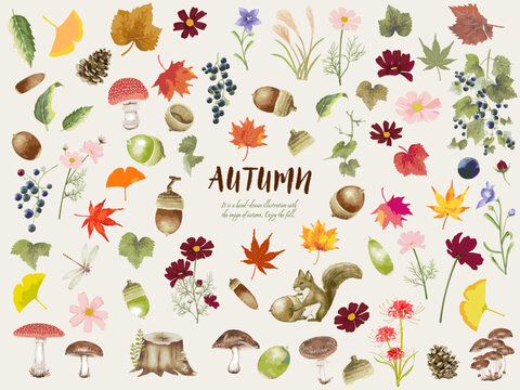秋の植物素材コレクション（水彩画）