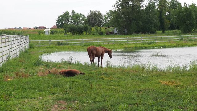 The red suit of the horse is one of the main suits. Horses Equus - only modern genus of the horse family Equidae of the equine order. Mother horse with foal by the pond. The foal lies on the grass.