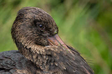Resting black stork adult outdoors.