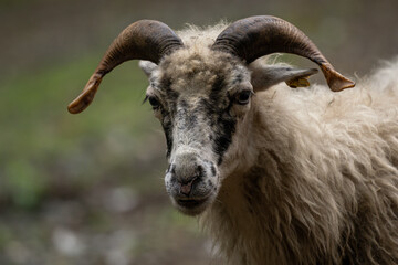 Fototapeta premium Portrait of ram animal with straight horns.