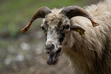 Portrait of ram animal with straight horns.
