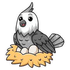 Cute whiteface cockatiel bird cartoon with eggs in the nest