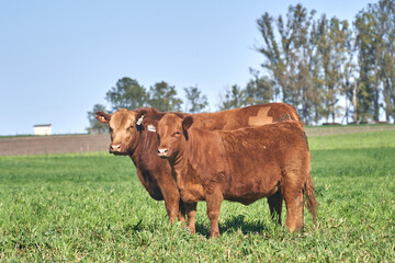 Angus Cow With Calf