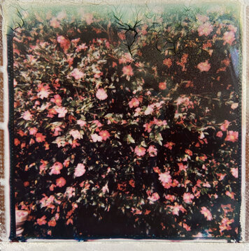 Flowering Camellia