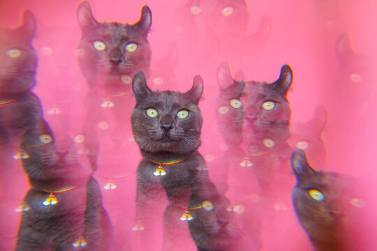 American Curl Gray Cat in a Rainbow Collar