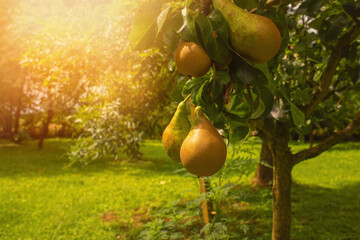 Green pears on a tree in the garden.Summer season.