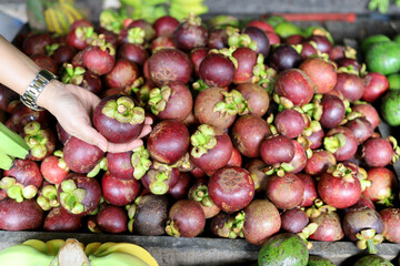 Naklejka na ściany i meble Closeup of Fresh ripe mangosteen fruits for sale in a supermarket and market at Thailand, queen of fruits, mangosteen is a fruit with white flesh, sweet and delicious.