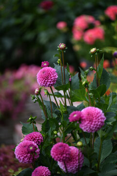 Bright Pink Dahlia Flowers Blooming In A Summer Garden