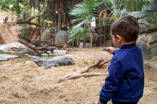 Back view of boy with toy in front of a crocodile