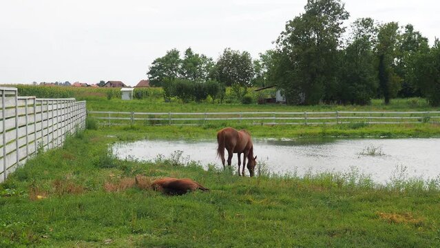 The red suit of the horse is one of the main suits. Horses Equus - only modern genus of the horse family Equidae of the equine order. Mother horse with foal by the pond. The foal lies on the grass.