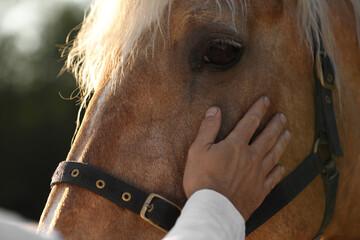Man with adorable horse outdoors, closeup. Lovely domesticated pet