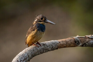 A critically endangered javan blue-banded kingfisher alcedo euryzona perching on a branch, waiting for fish, natural bokeh background 