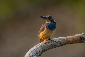 A critically endangered javan blue-banded kingfisher alcedo euryzona perching on a branch, waiting for fish, natural bokeh background 